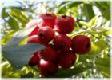 Chinese Hawthorn Fruit Extract