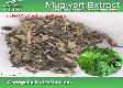 Mugwort Extract