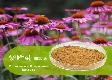Echinacea Herb Extract 