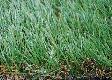 artificial grass Plastic lawn